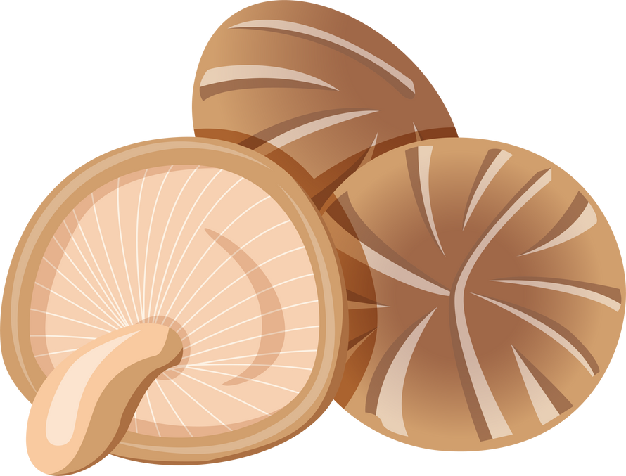 Shitake Mushrooms Illustration